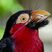 Bearded Barbet